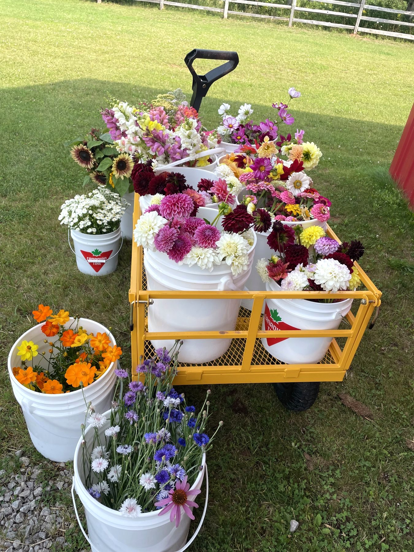 The yellow garden cart loaded with white buckets of fresh bouquets, just out of the rows