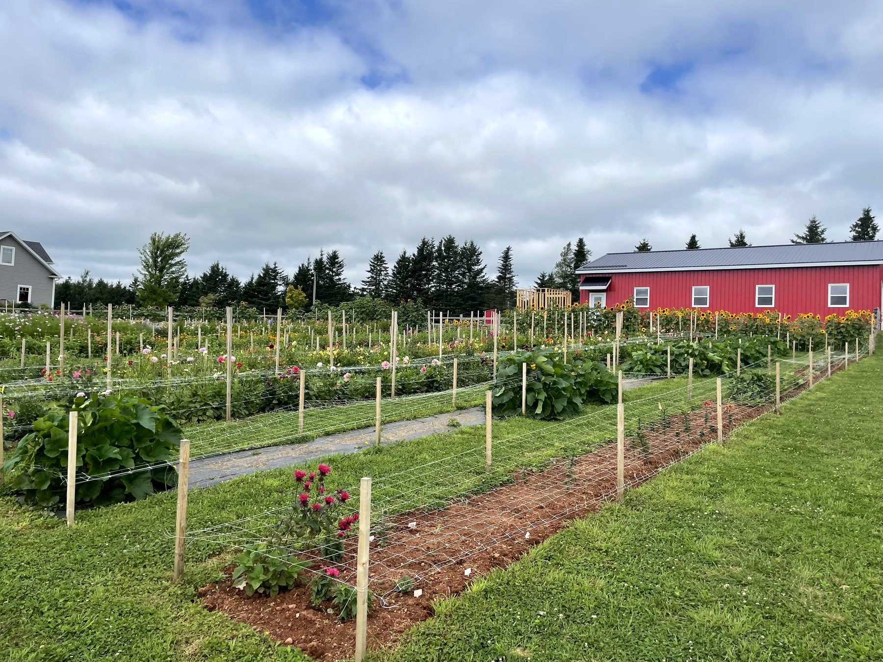 The flower rows in full bloom with the red barn and farmhouse behind them