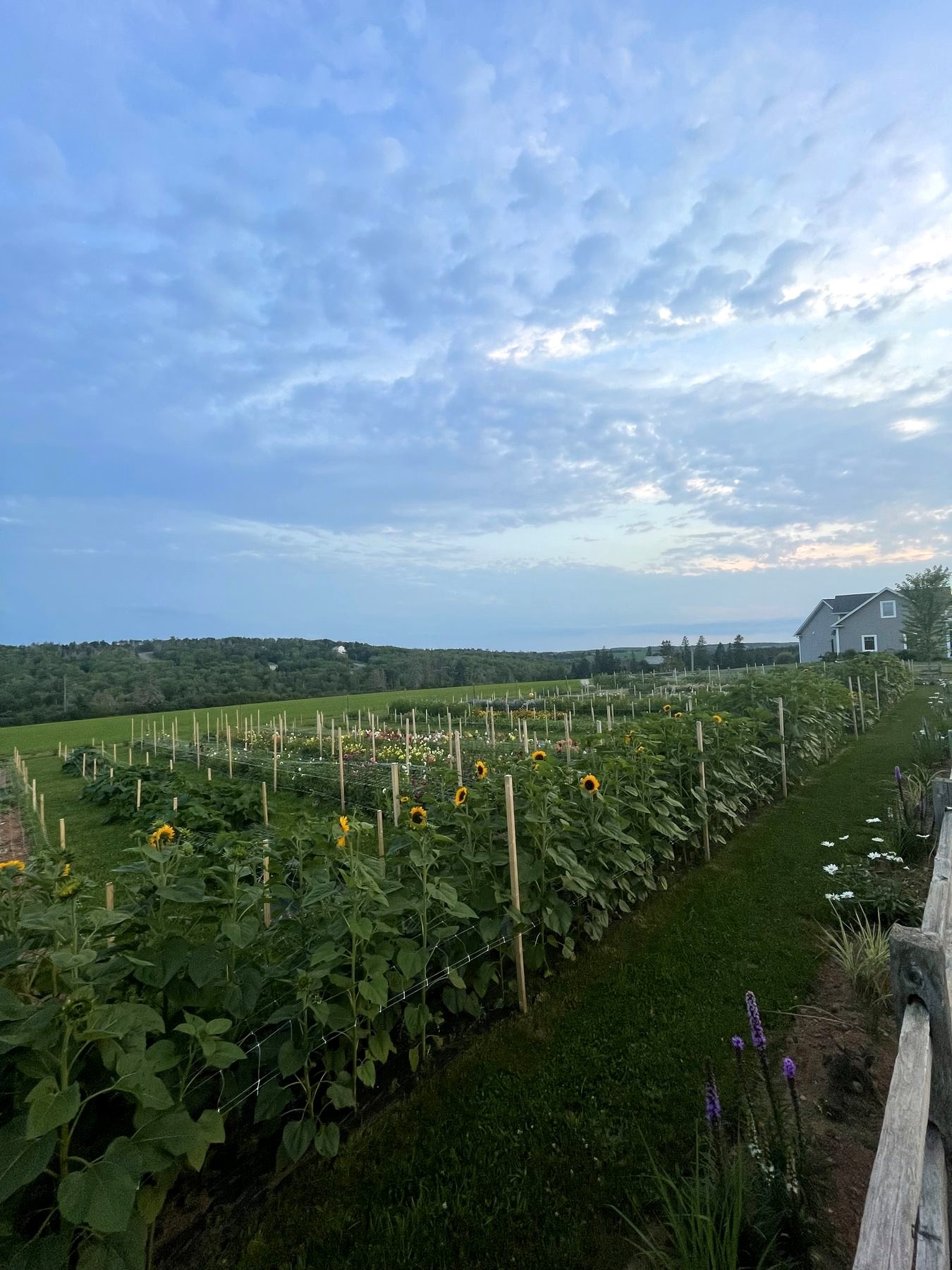 Staked flower rows and sunflowers stretching toward the tree line at dusk, the farmhouse in the distance