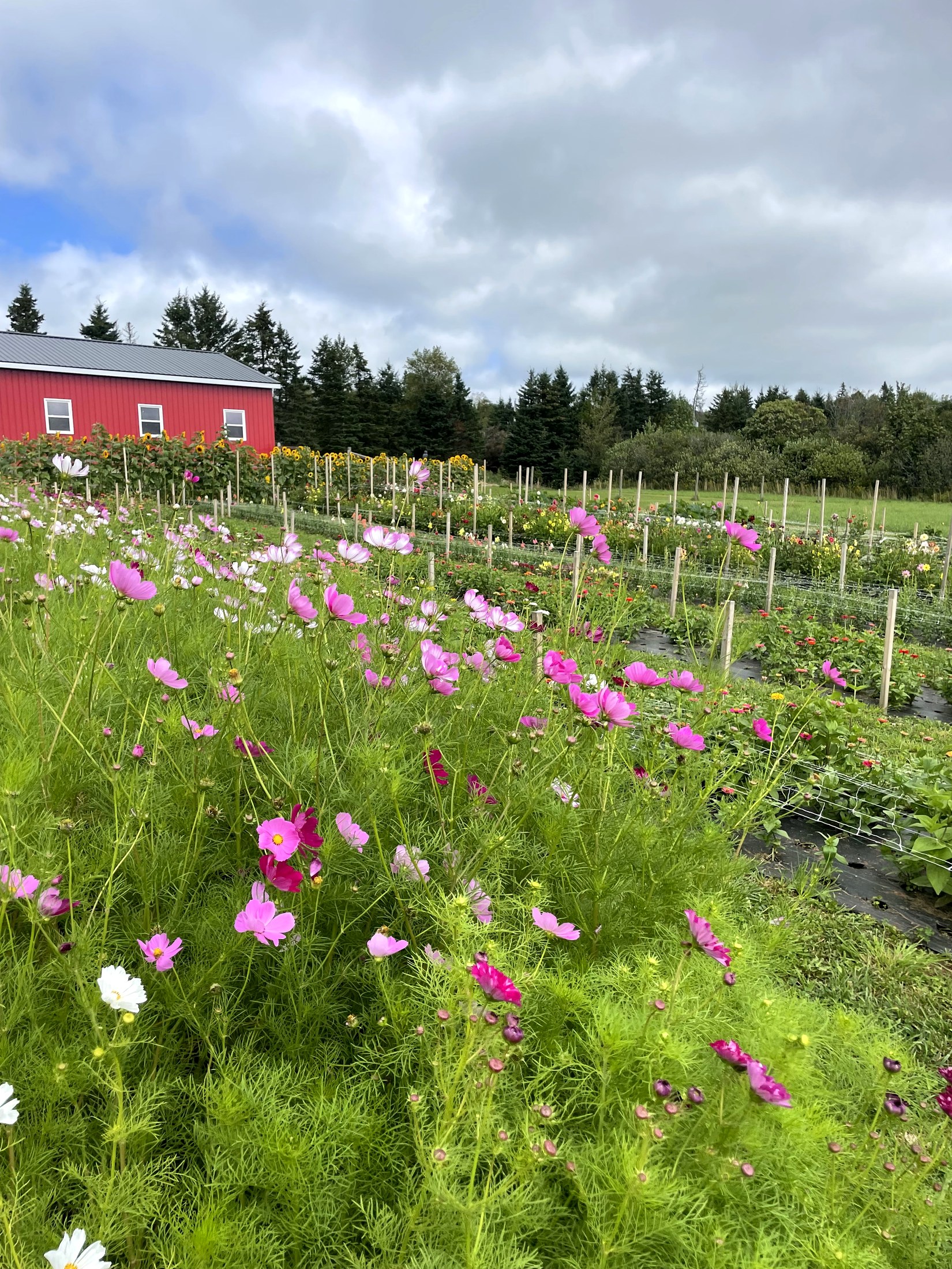 Cosmos in pink and white filling the front row, with the farm's red barn and the staked flower rows running back behind them