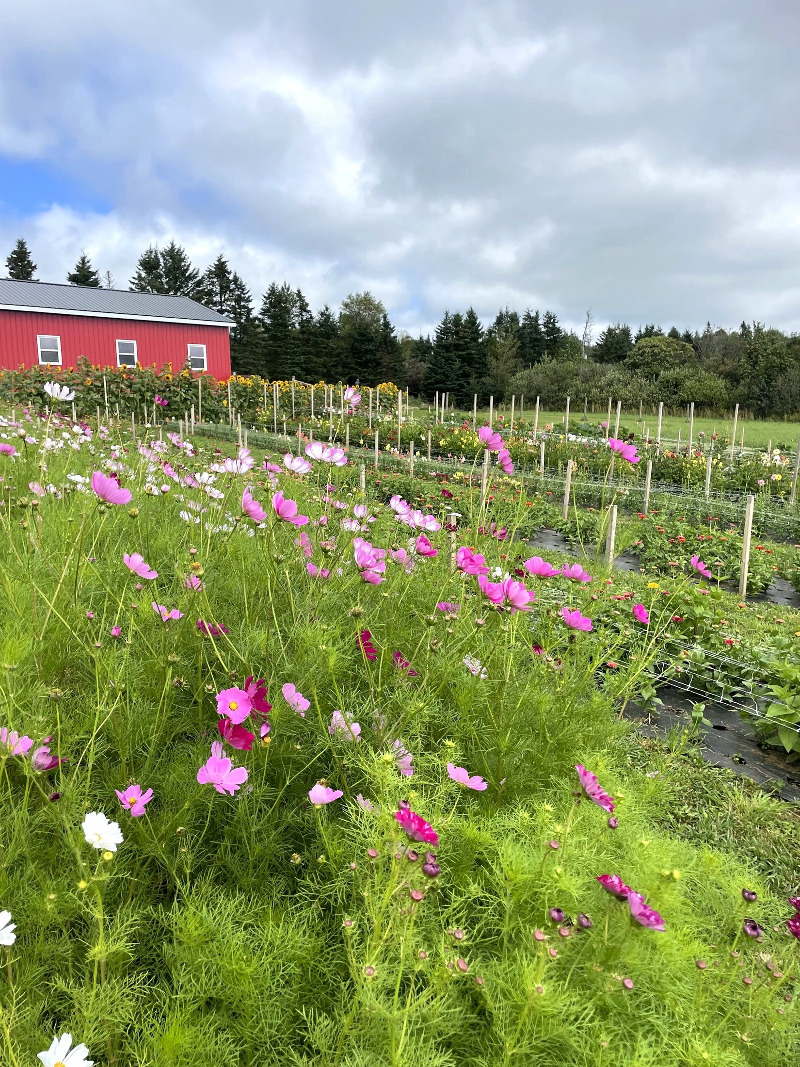 Pink and white cosmos in flower along the field rows, with the red barn and the treeline behind