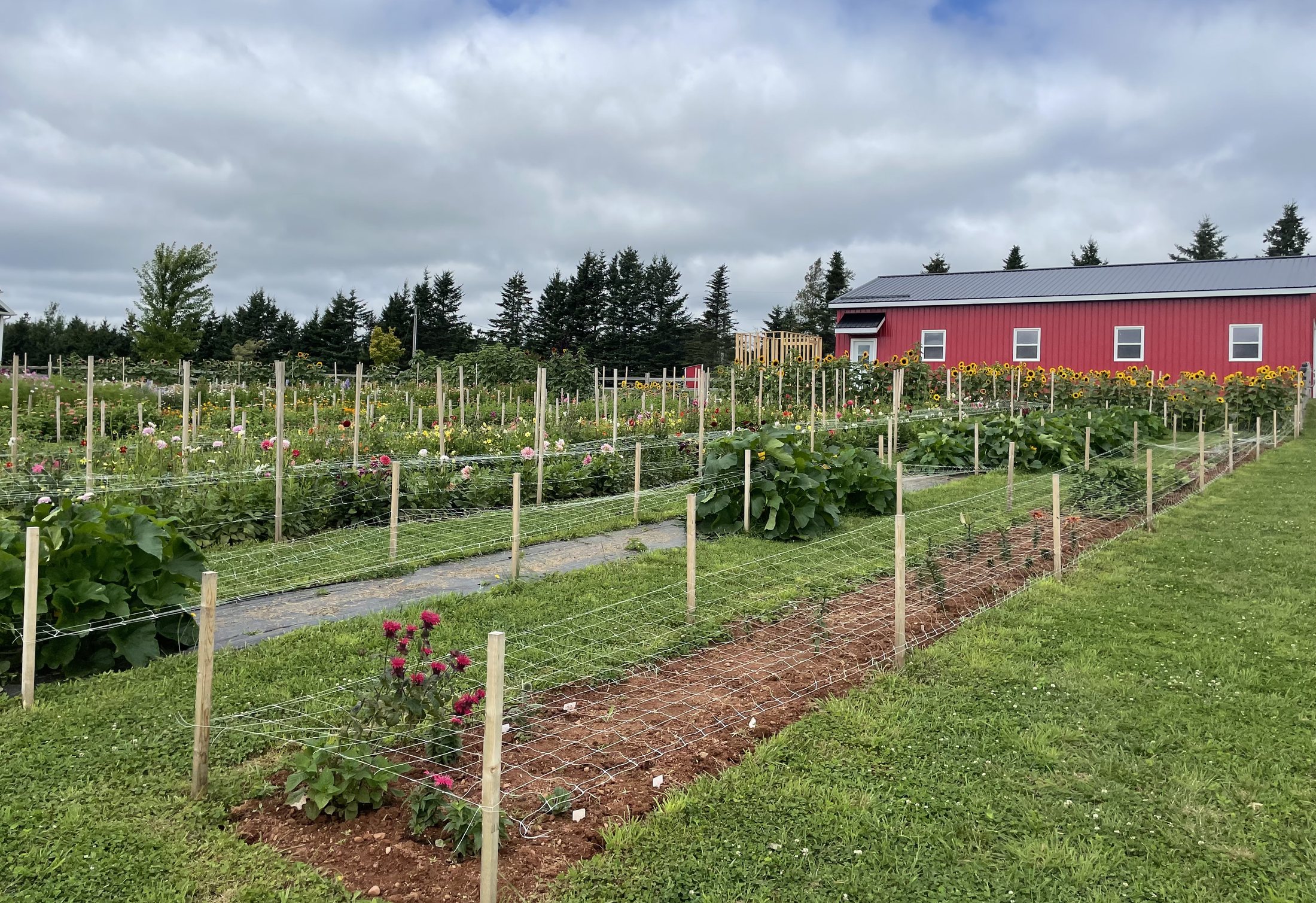 The staked flower rows running back toward the farm's red barn on a late summer afternoon