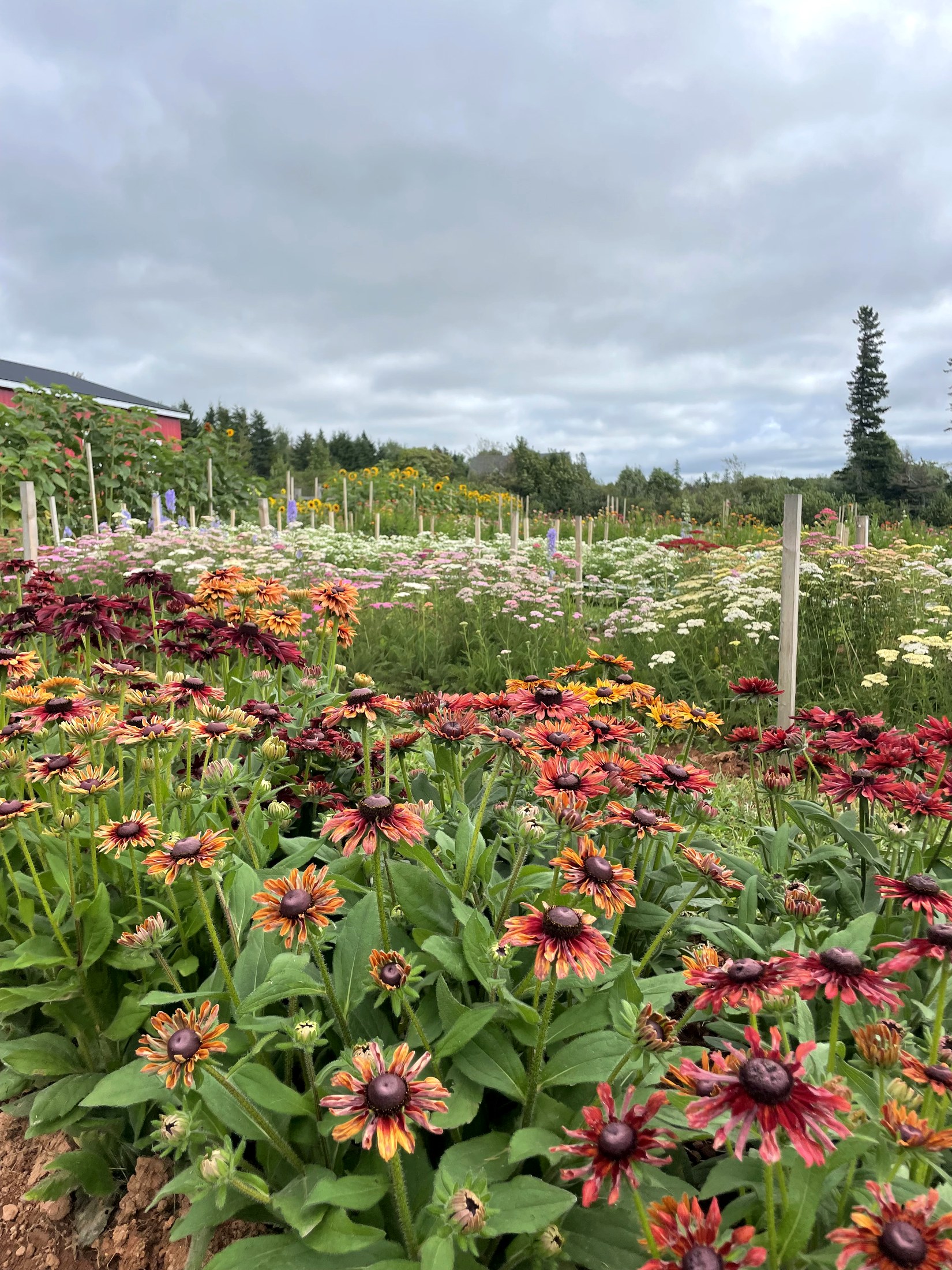 Rudbeckia in deep reds and golds filling the beds, with yarrow and the tree line beyond