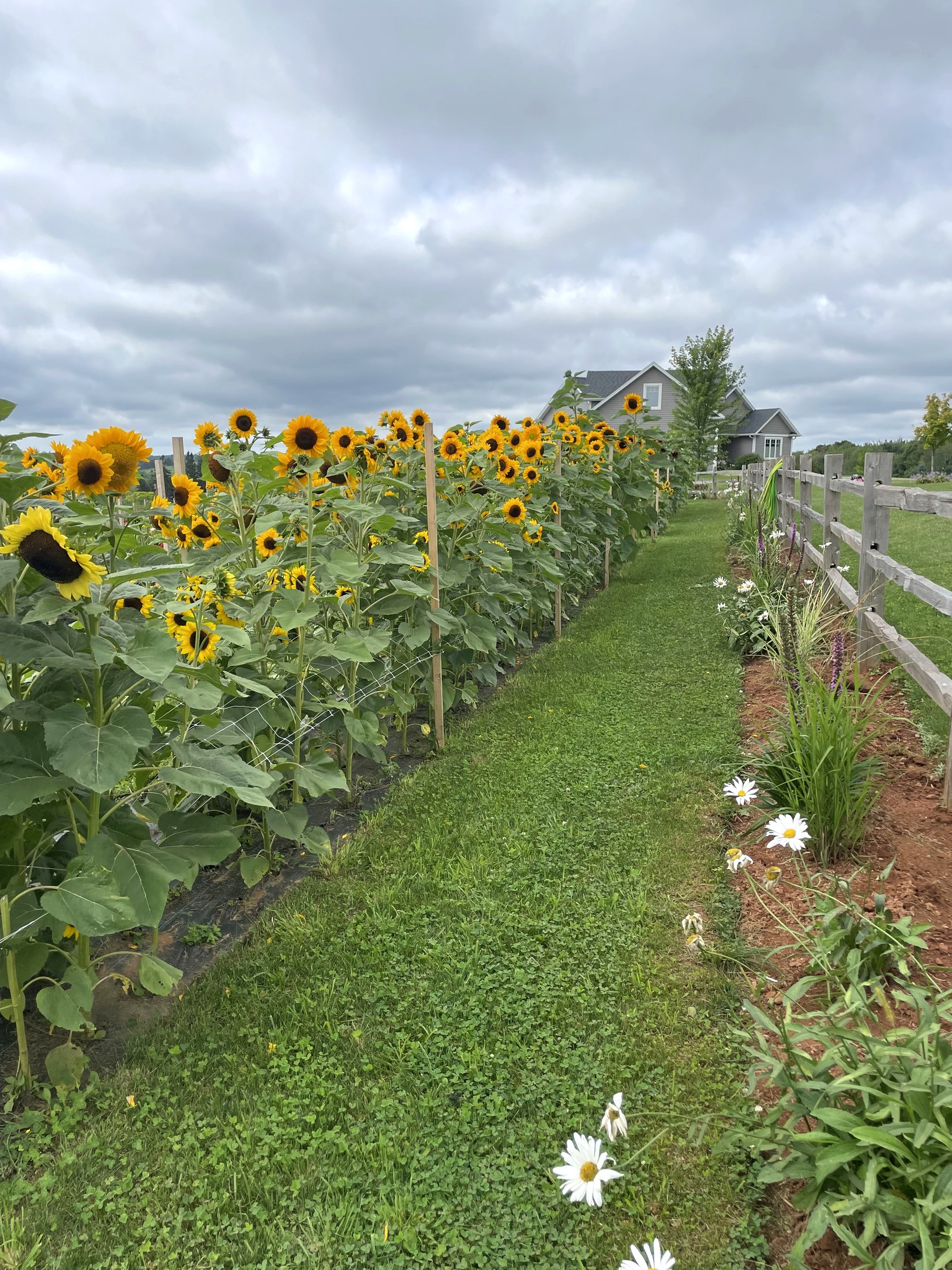 A long row of sunflowers running down the fence line beside a mown grass path