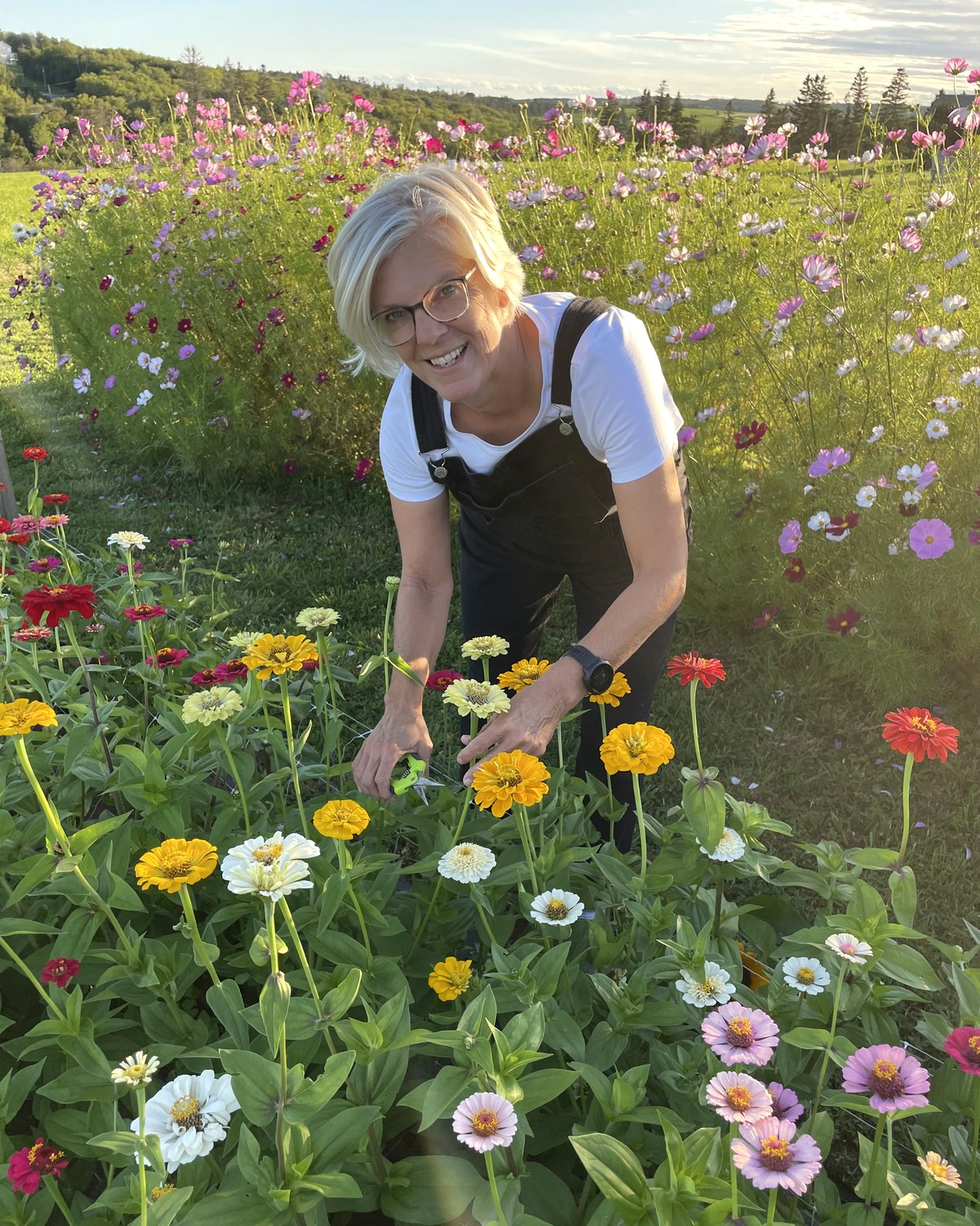 Monique bent over a row of zinnias with snips in her hand, cutting a yellow bloom, cosmos behind her in the evening light