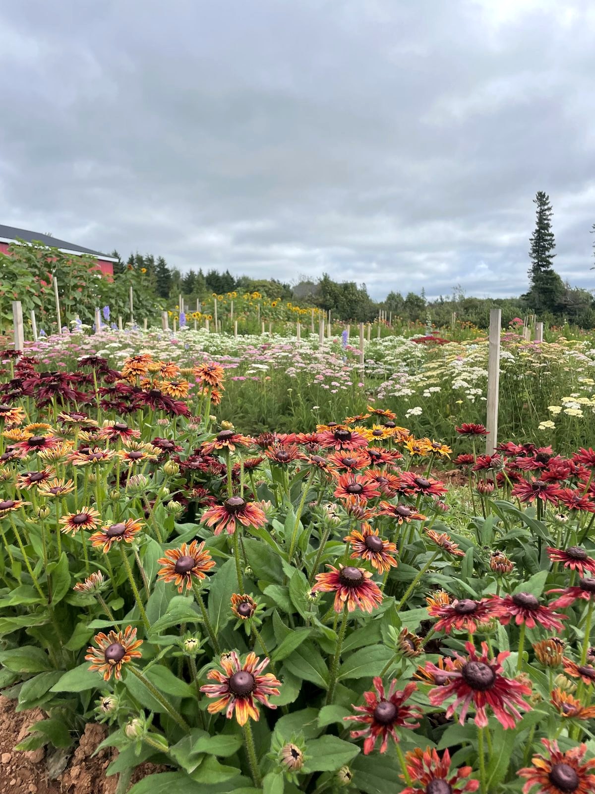 Rudbeckia and companion flowers at their peak, the kind of texture that fills out an arrangement