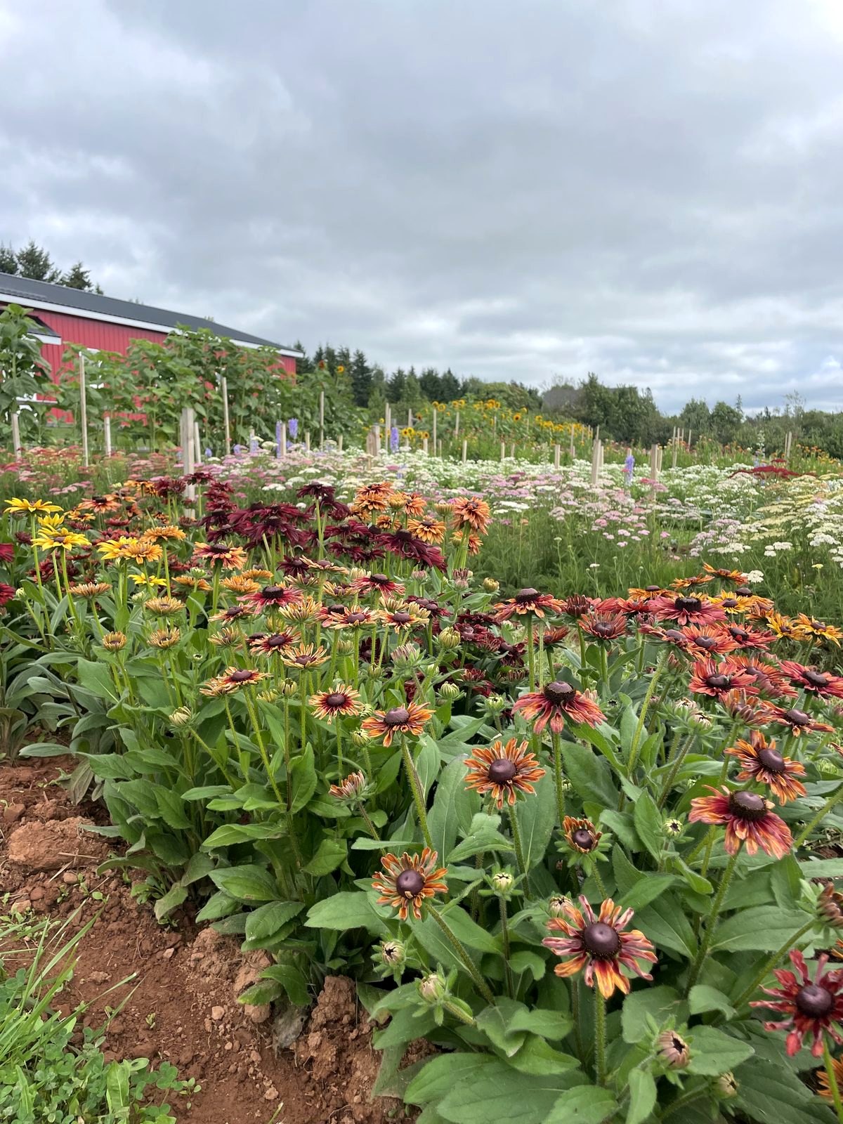 A full bed of rudbeckia in deep reds and browns, one of the varieties grown for cutting