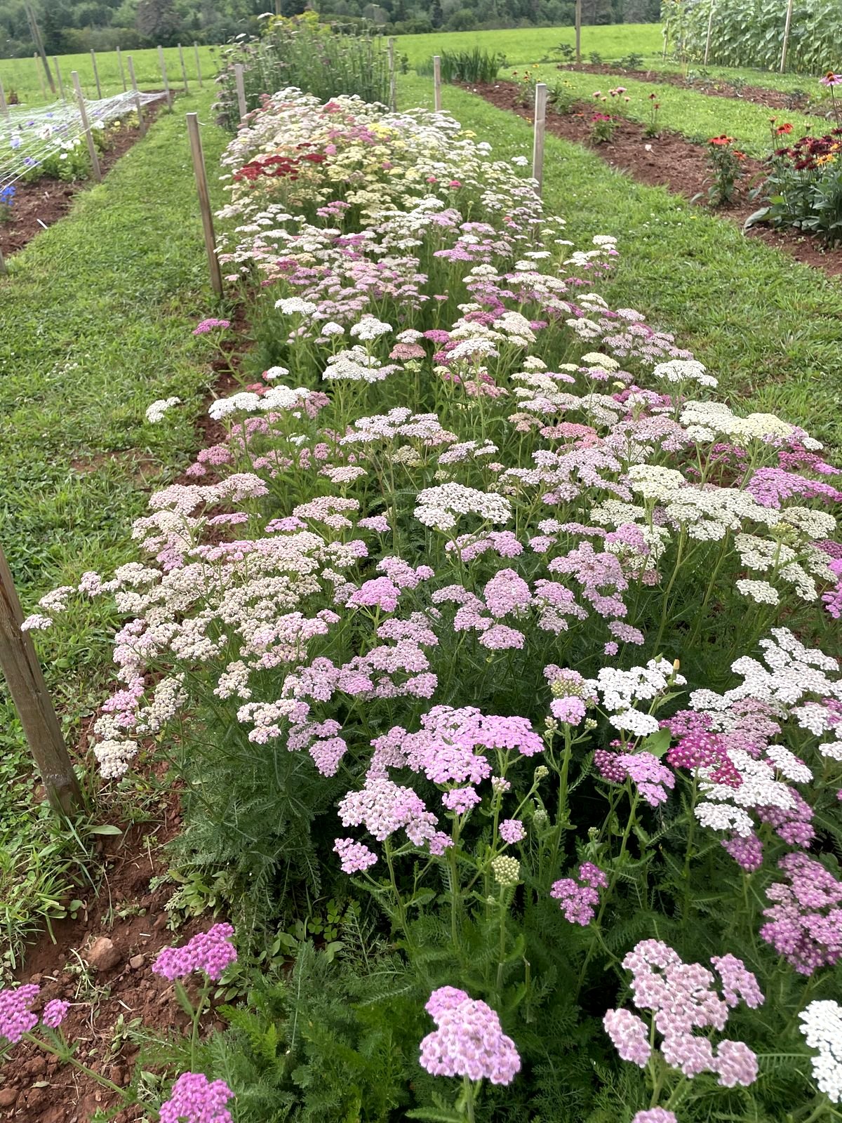 A long row of yarrow in whites and pale pinks, one of the farm's filler flowers